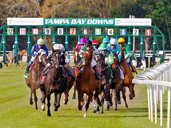 Tampa Bay Turf Provides Competitive Races, Wagering Opportunities cover