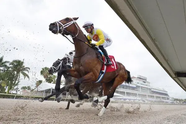 Horse crosses the wire