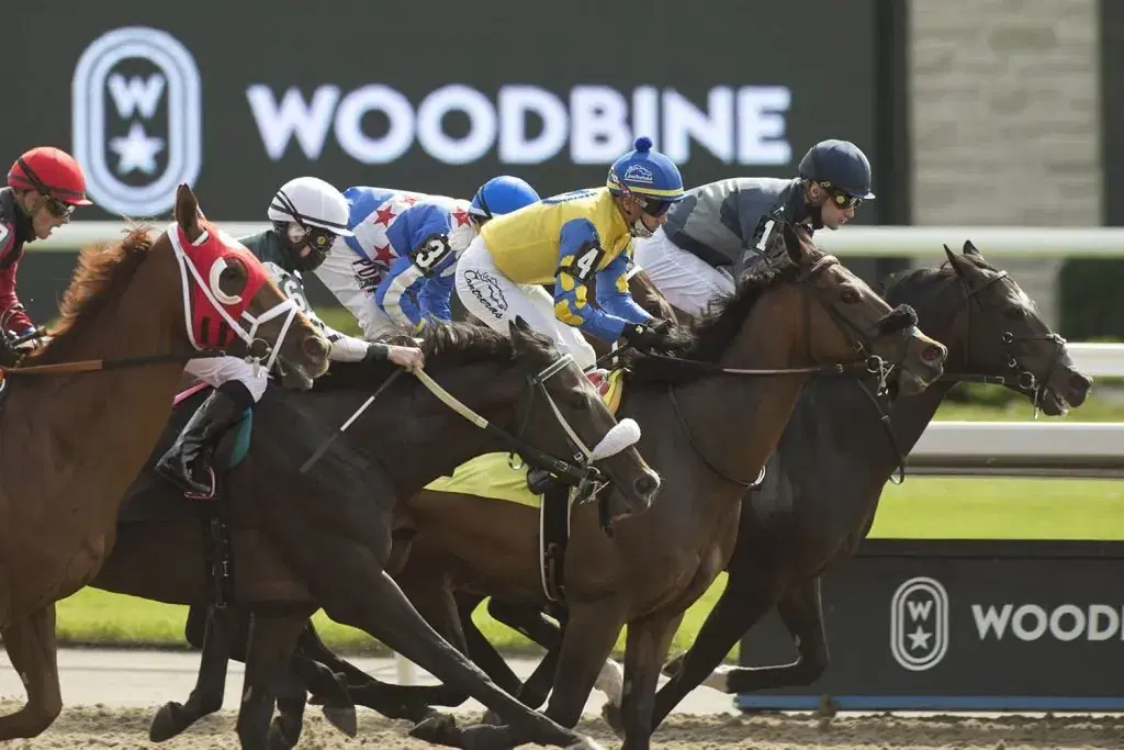 Horses cross the finish line on the Woodbine synthetic - Woodbine Picks