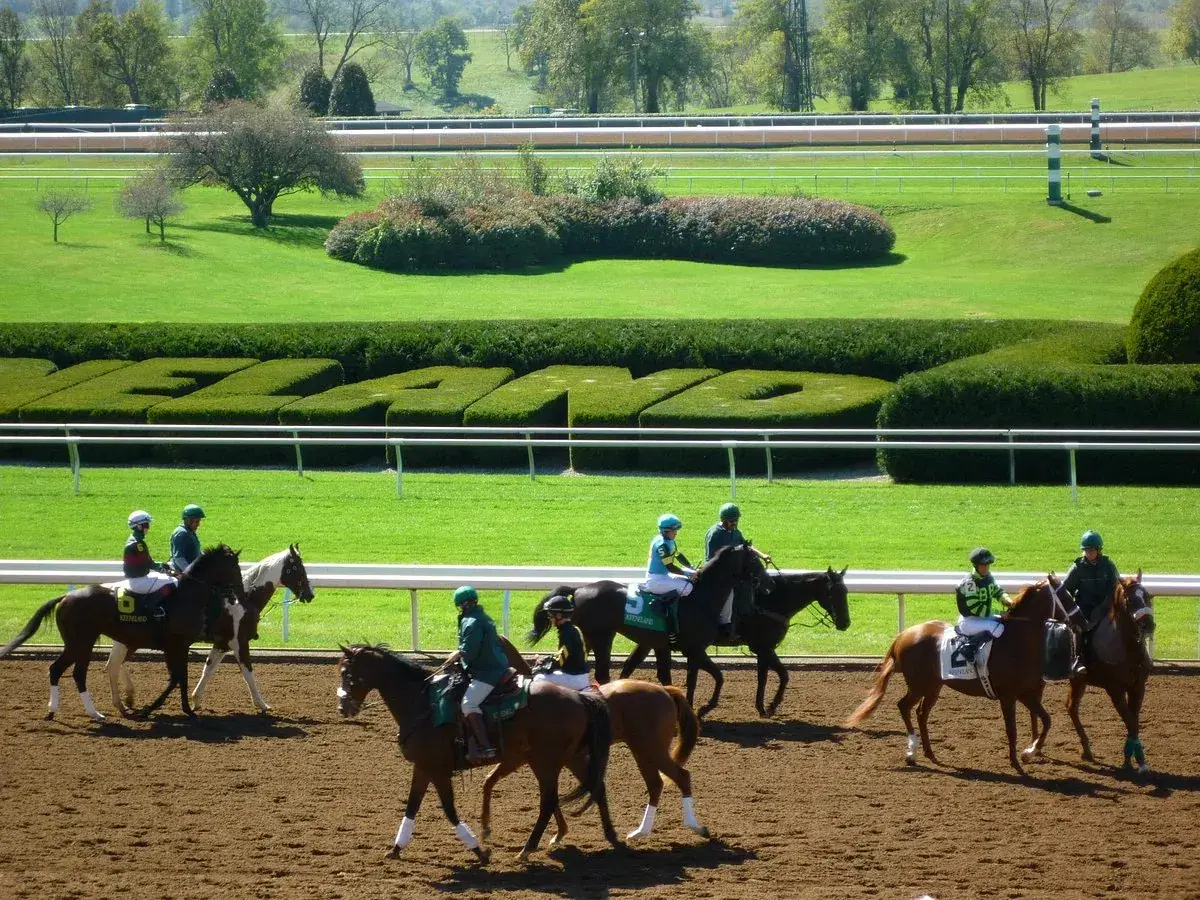 Horses at the starting gate before the race