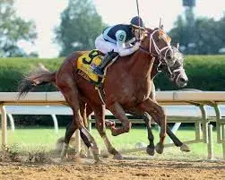 Race Horse running on a dirt track - Saratoga picks