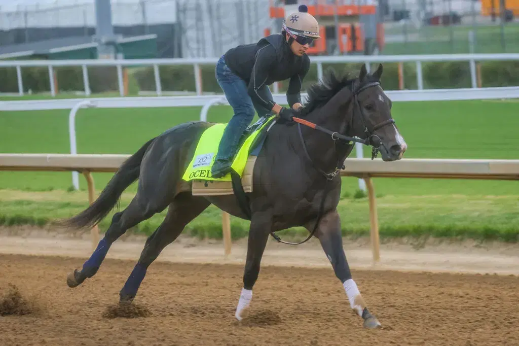 Horse on a dirt track with a jockey
